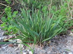Tulbaghieae