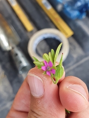 Geranium dissectum