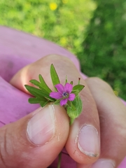 Geranium dissectum
