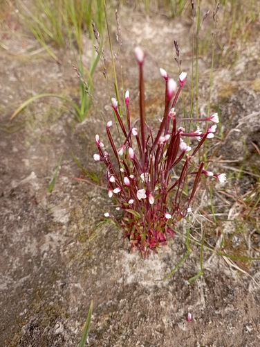 Image of Epilobium davuricum by no rights reserved
