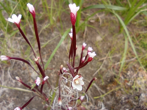 Image of Epilobium davuricum by no rights reserved