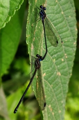 Argia