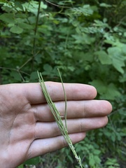 Arabis eschscholtziana