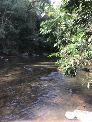 Parides burchellanus