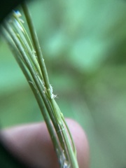 Arabis eschscholtziana