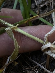 Arabis eschscholtziana