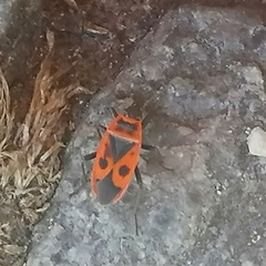 Pyrrhocoris apterus