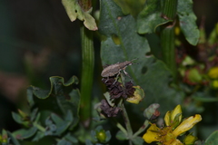 Charagmus gressorius