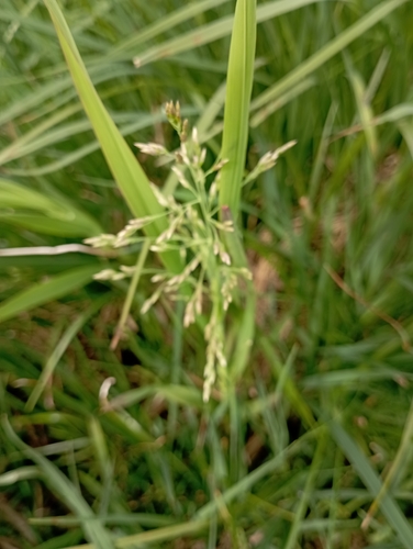 Image of Pendantgrass (Arctophila fulva) by no rights reserved