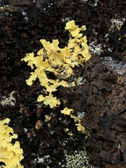 Vulpicida juniperinus