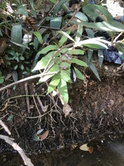 Parides burchellanus