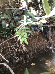 Parides burchellanus