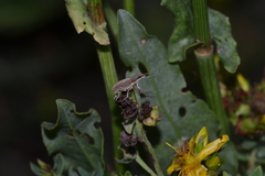 Charagmus gressorius