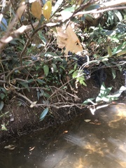 Parides burchellanus