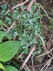Marchantia emarginata