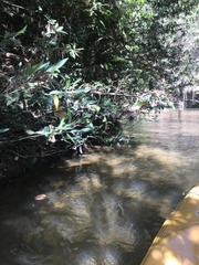 Parides burchellanus