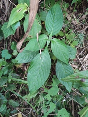 Mussaenda shikokiana