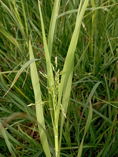 Image of Pendantgrass (Arctophila fulva) by no rights reserved