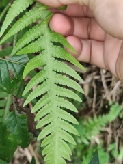 Phegopteris decursive-pinnata