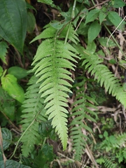 Phegopteris decursive-pinnata
