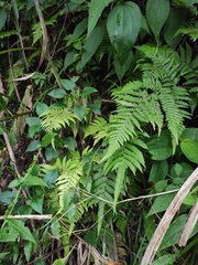 Athyrium sinense