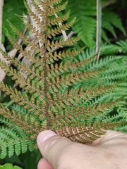 Athyrium sinense