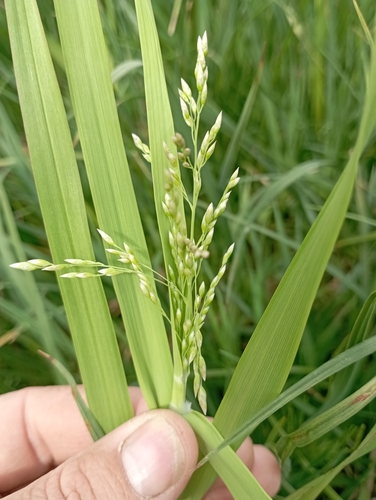 Image of Pendantgrass (Arctophila fulva) by no rights reserved