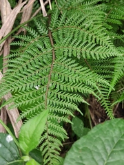Athyrium sinense