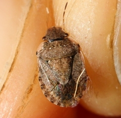 Sciocoris sideritidis