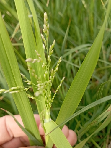 Image of Pendantgrass (Arctophila fulva) by no rights reserved