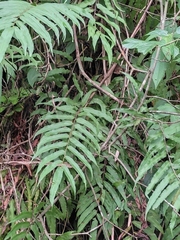 Menisciopsis penangiana