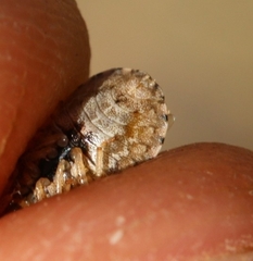 Sciocoris sideritidis