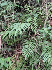 Menisciopsis penangiana