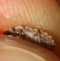 Sciocoris sideritidis