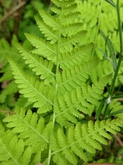 Macrothelypteris oligophlebia