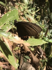 Parides burchellanus