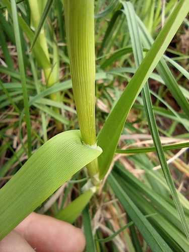 Image of Pendantgrass (Arctophila fulva) by no rights reserved