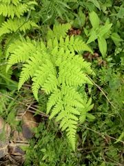 Macrothelypteris oligophlebia