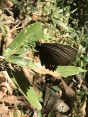 Parides burchellanus