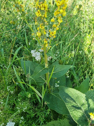 Verbascum nigrum iNat (1)
