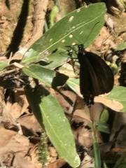 Parides burchellanus