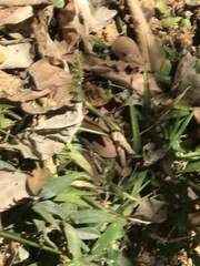 Parides burchellanus