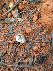 Dendrolimus kikuchii