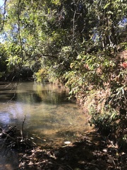 Parides burchellanus