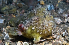 Abantennarius coccineus