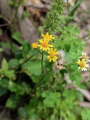 Sinosenecio oldhamianus
