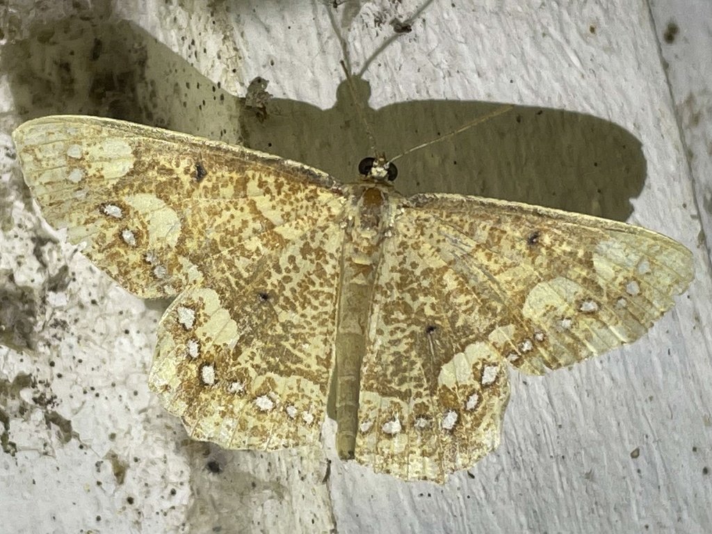 Melinoessa stellata