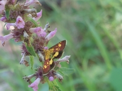 Pyrausta falcatalis