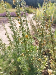 Artemisia genipi