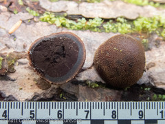 Elaphomyces muricatus